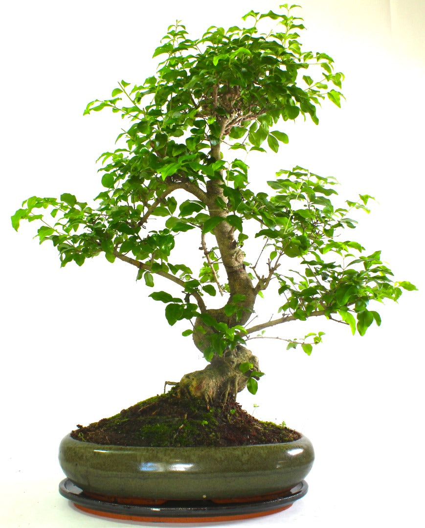 Specimen Ligustrum (Chinese Privet)  Bonsai Tree S Trunk