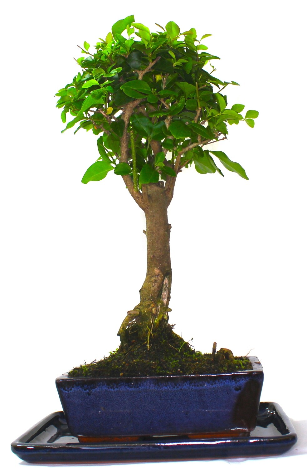 Large Ligustrum (Mandarin Tree) Bonsai Tree Broom Style - supplied with ceramic drip tray .