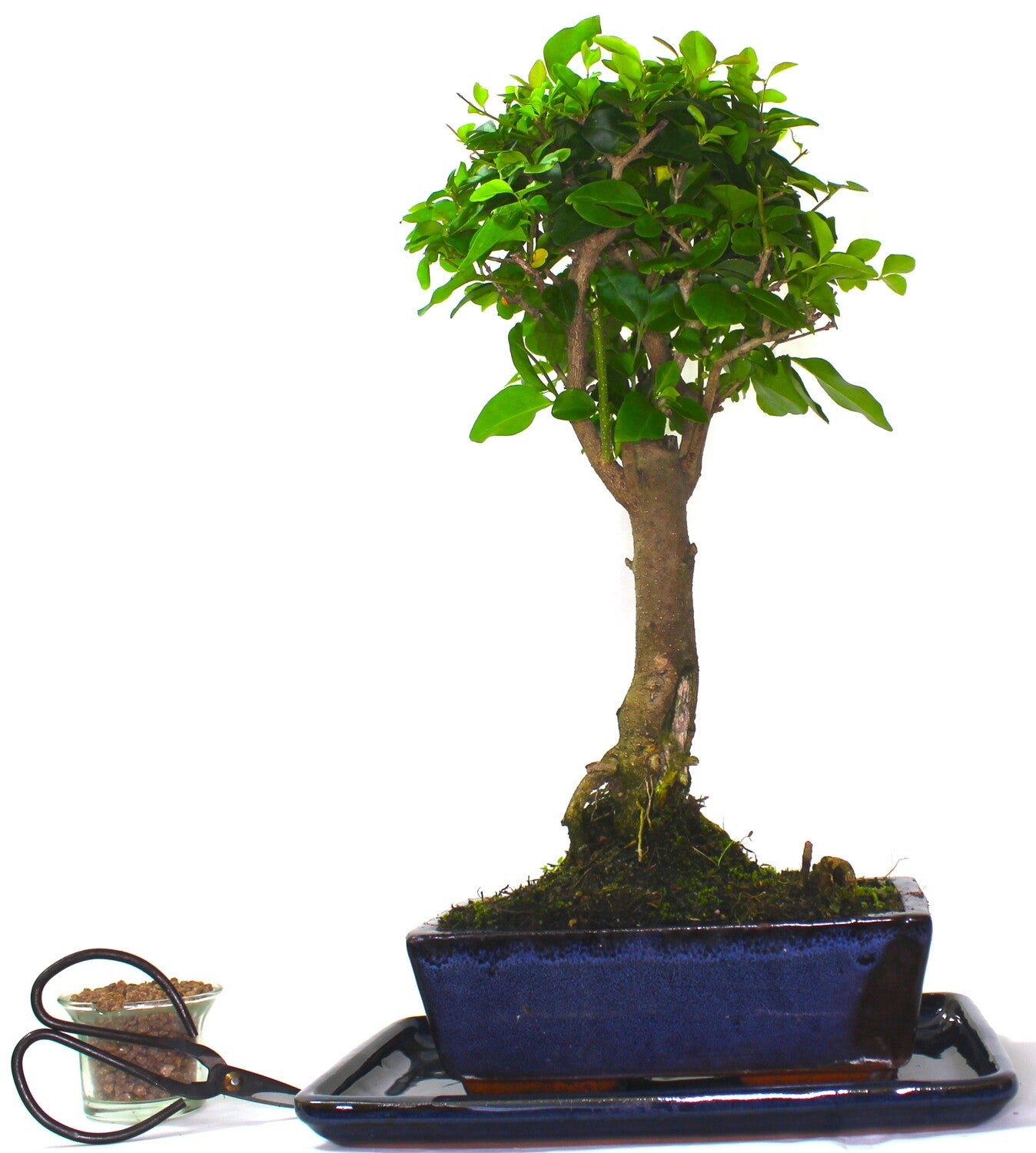Large Ligustrum (Mandarin Tree) Bonsai Tree Broom Style - supplied with ceramic drip tray .
