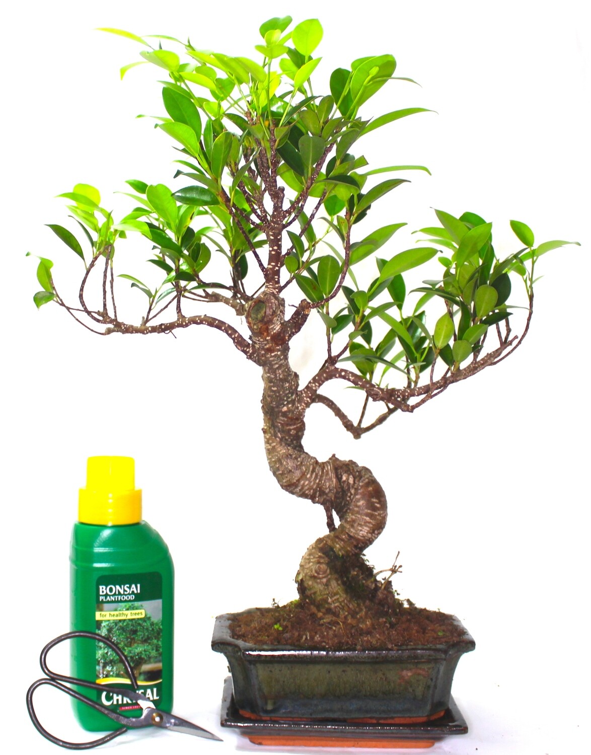 Ficus Retusa (Fig) Bonsai Tree S trunk - supplied with Care set and drip tray.