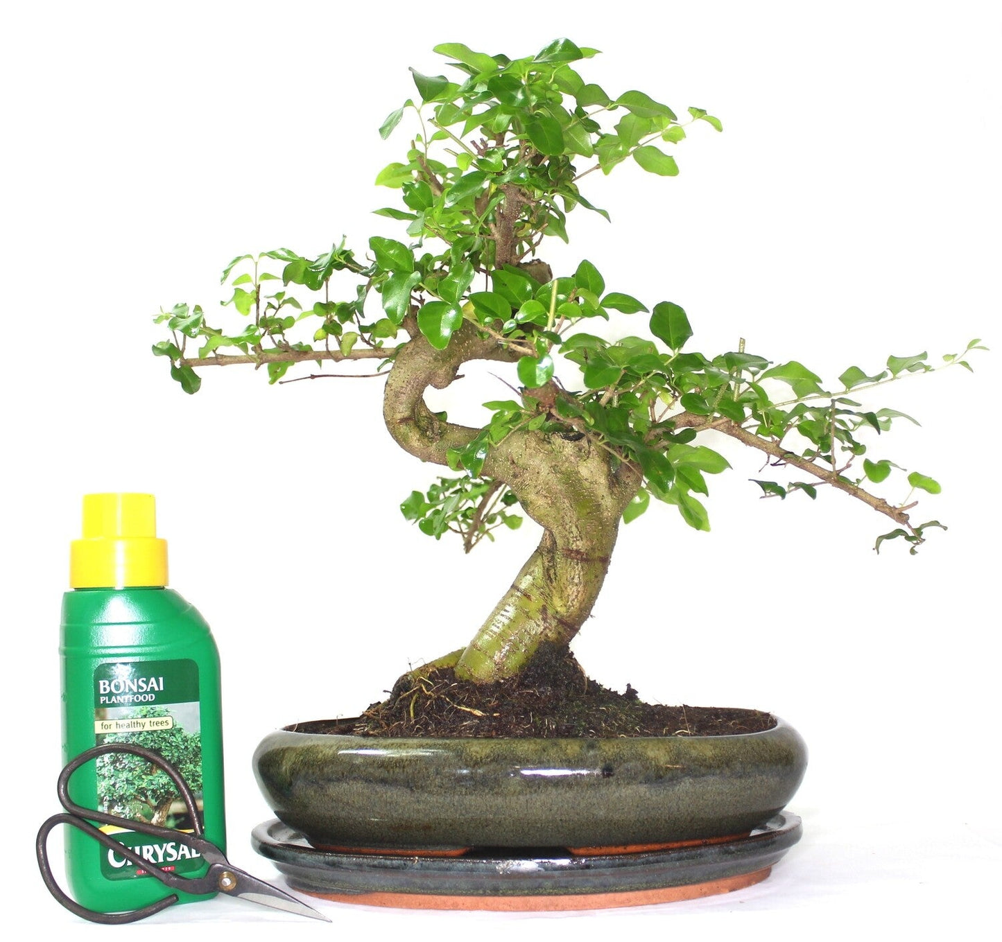Extra Large Ligustrum (Mandarin Tree) Bonsai Tree S trunk - supplied in oval pot with ceramic drip tray .
