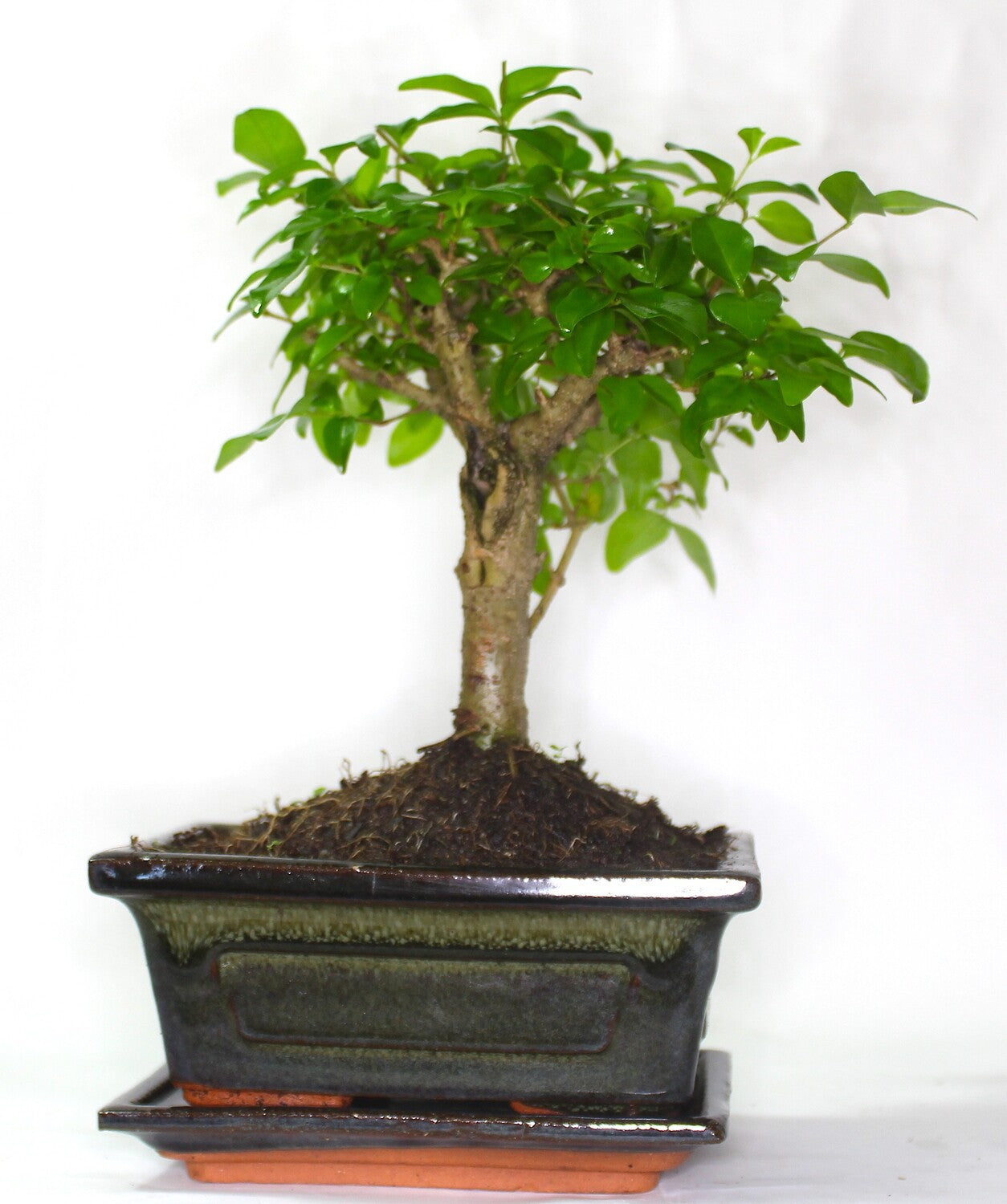 Ligustrum (Mandarin or Maidenhair Tree) Bonsai Tree Broom Style