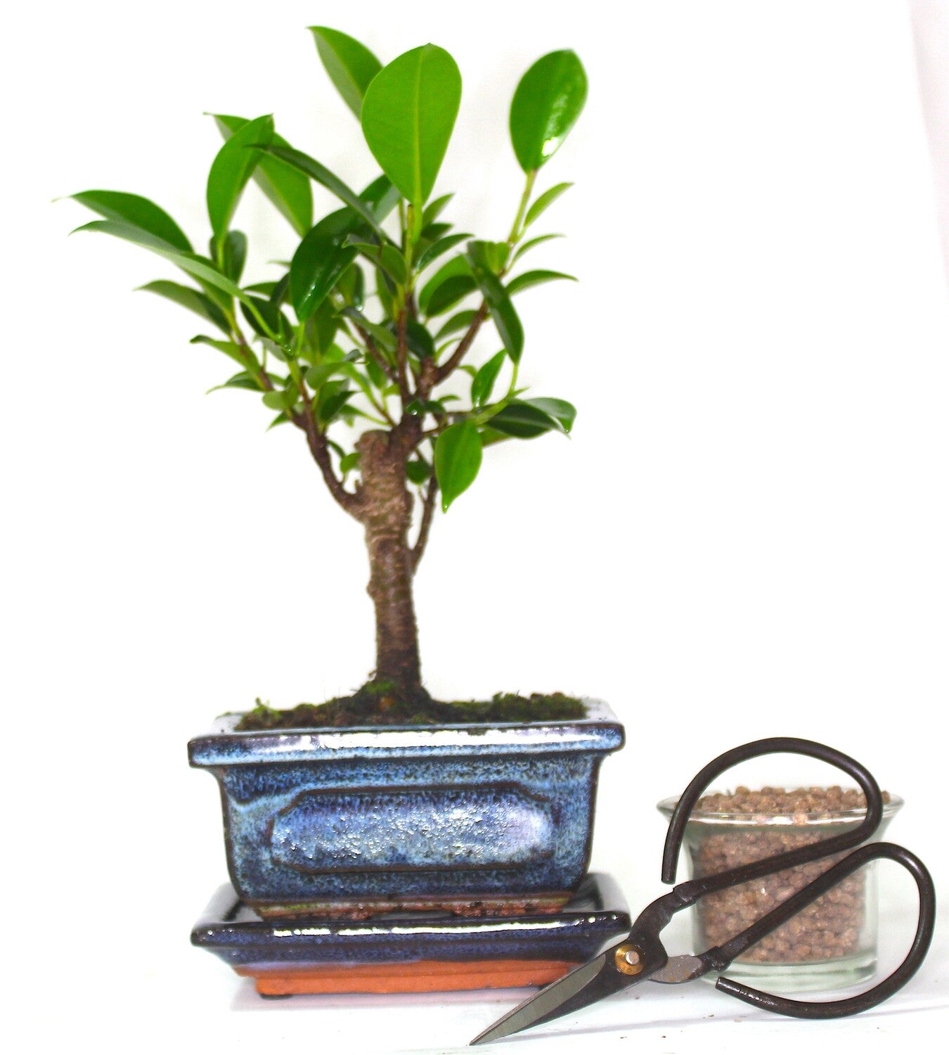 Ficus Retusa (Fig) Bonsai Tree Broom Style - supplied with ceramic drip tray .