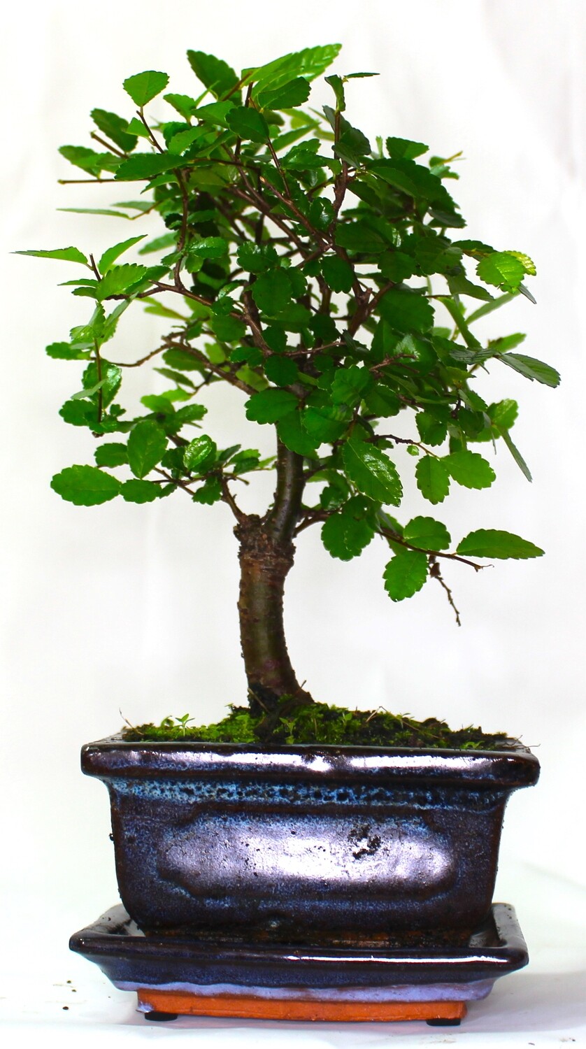 Chinese Elm Bonsai Tree Broom Style - supplied with ceramic drip tray .
