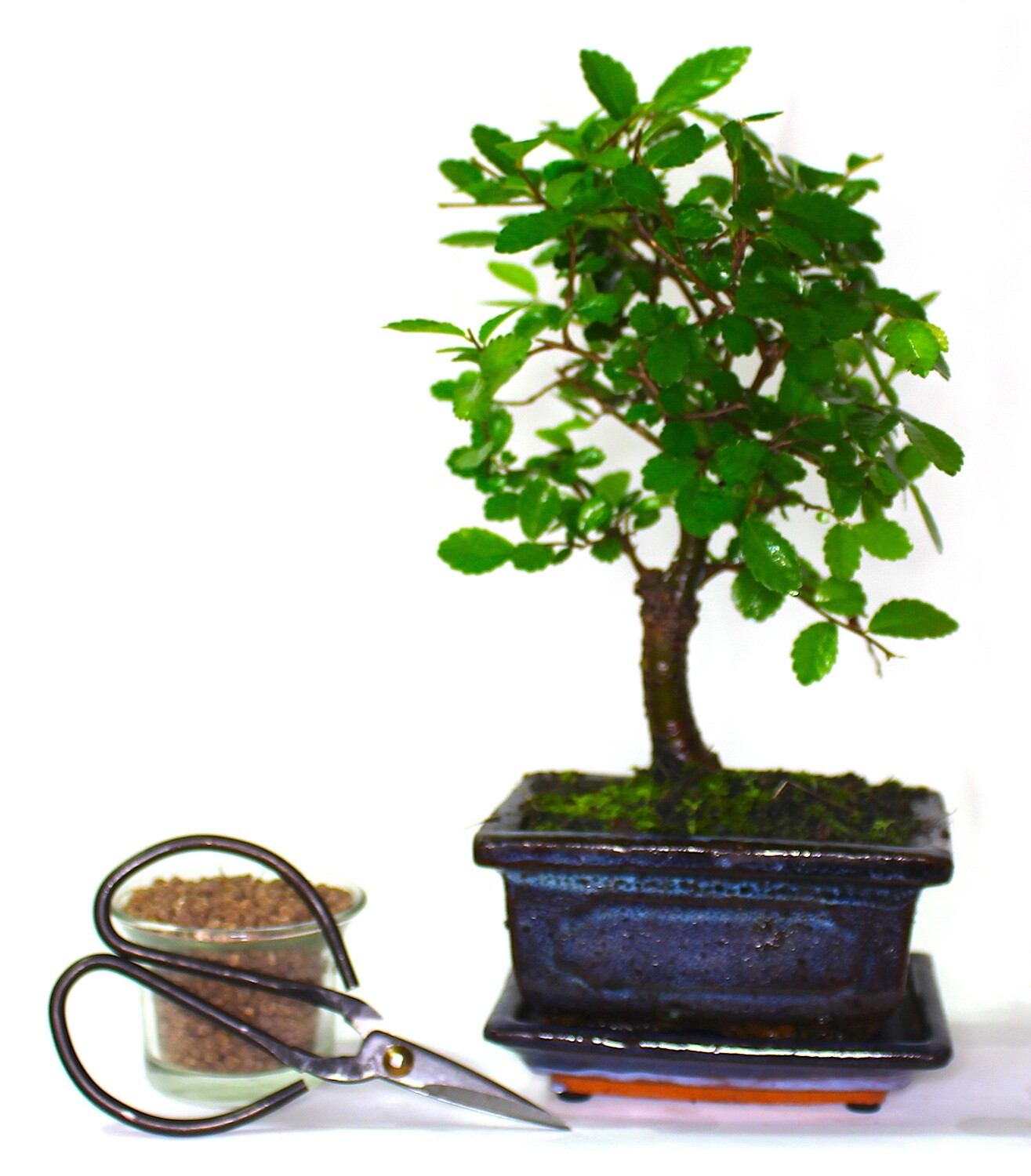 Chinese Elm Bonsai Tree Broom Style - supplied with ceramic drip tray .