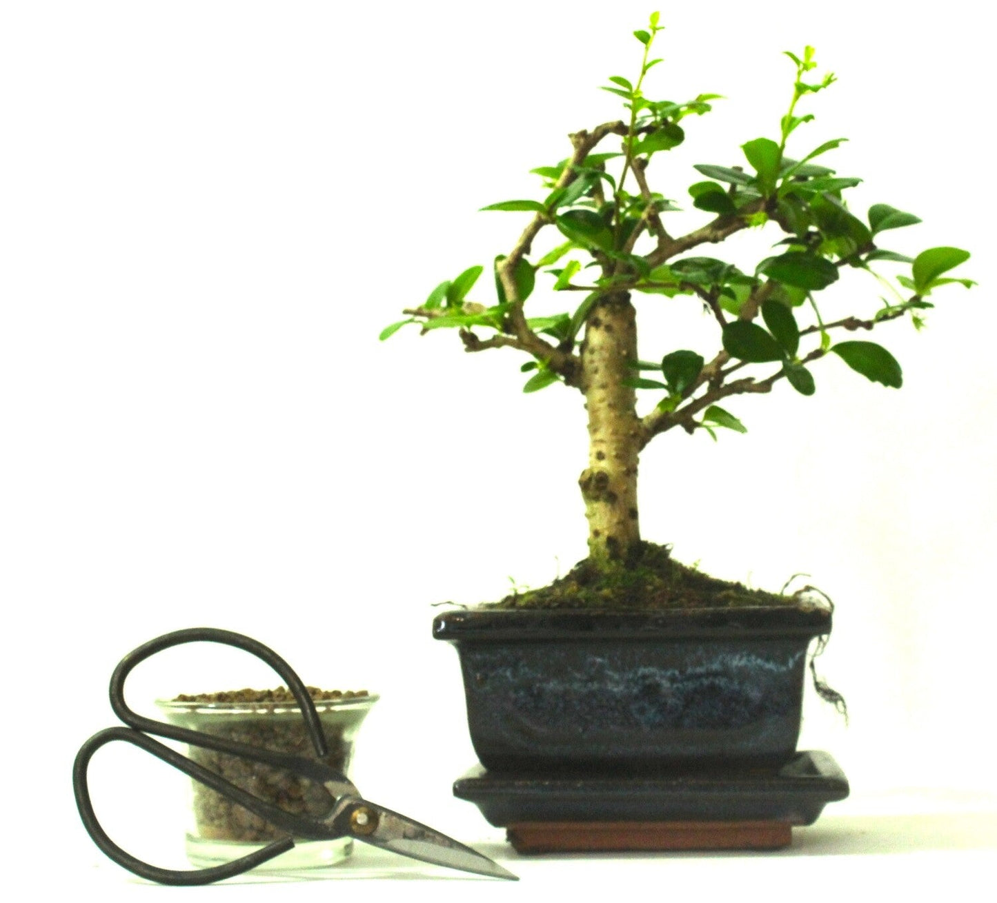 Carmona (Fukien Tea) flowering Bonsai Tree Broom Style - supplied with ceramic drip tray .