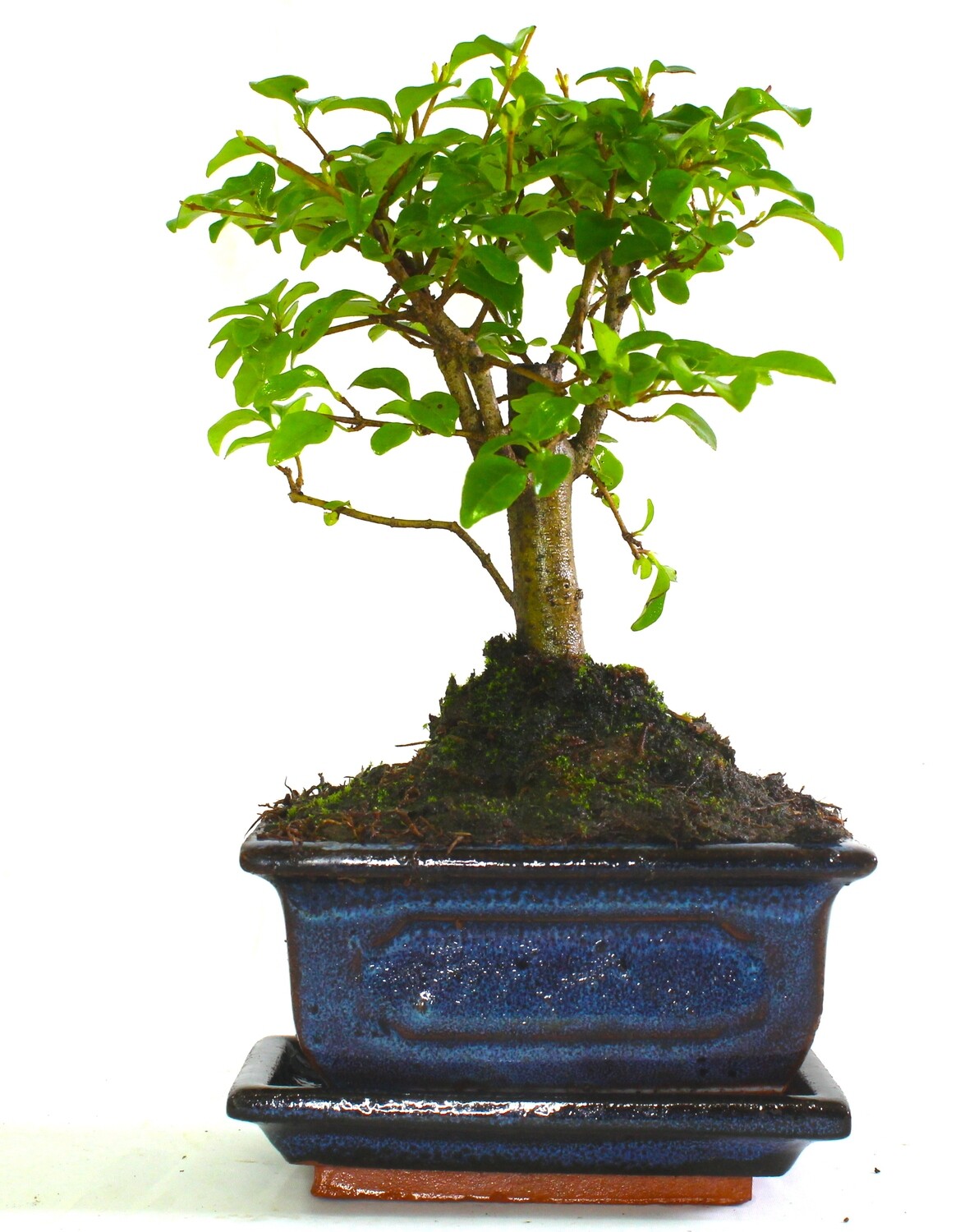 Ligustrum (Maidenhair Tree) Bonsai Tree Broom Style - supplied with ceramic drip