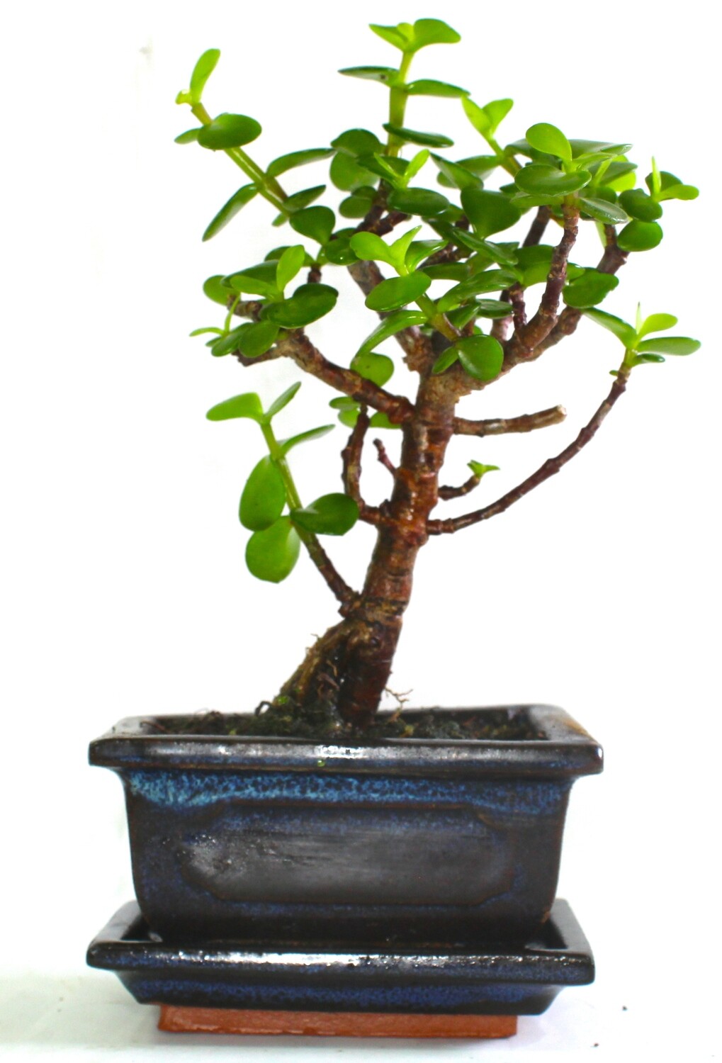 Jade Tree (portulacaria Afra)  Bonsai Tree Broom Style - supplied with ceramic drip tray .