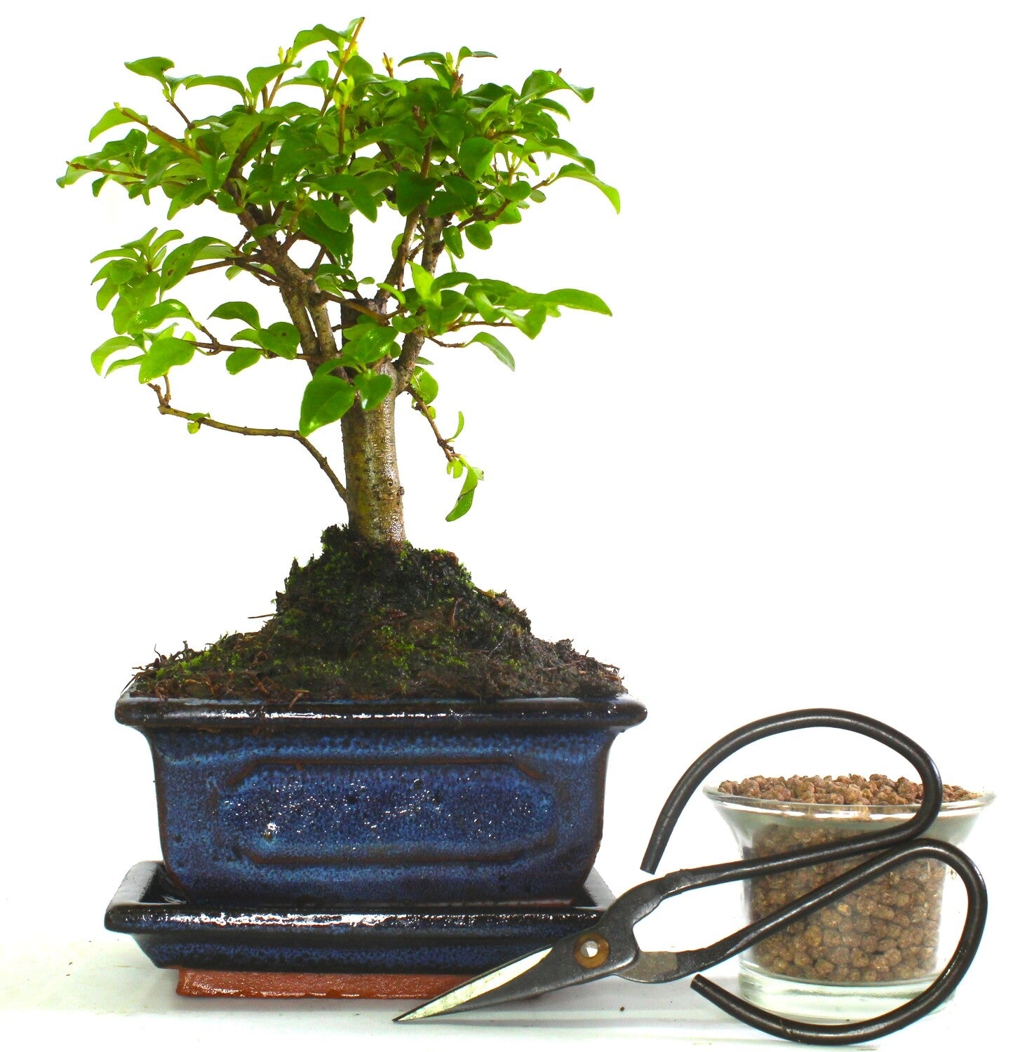 Ligustrum (Maidenhair Tree)  Bonsai Tree Broom Style - supplied with ceramic drip tray .