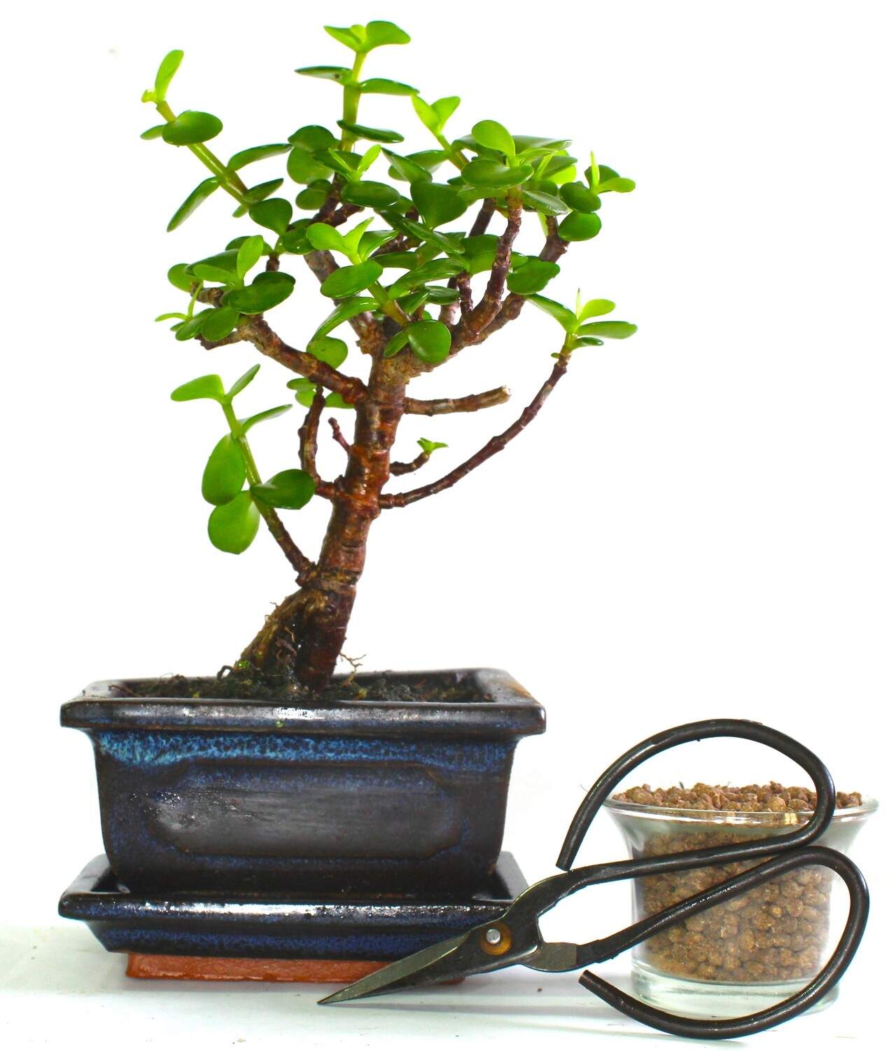 Jade Tree (portulacaria Afra)  Bonsai Tree Broom Style - supplied with ceramic drip tray .