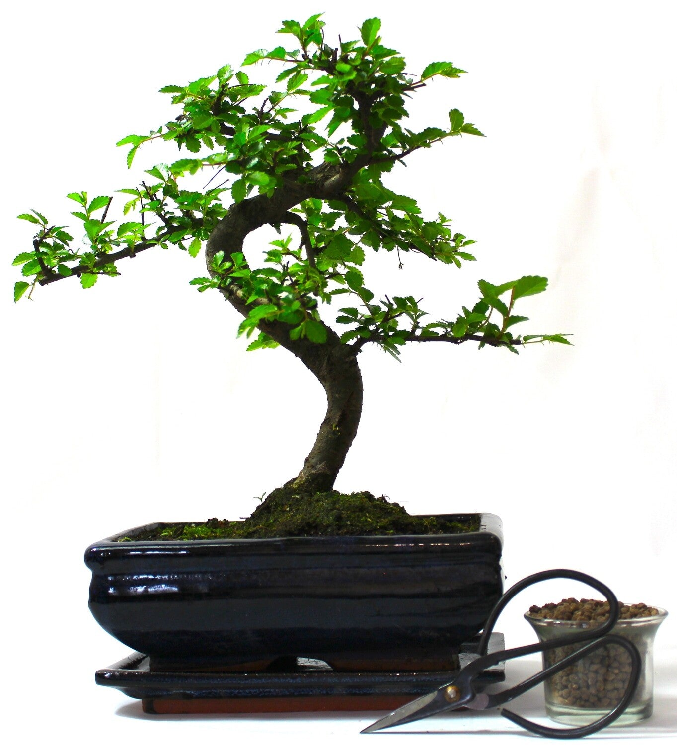 Large Chinese Elm Bonsai Tree S trunk - supplied with Care set & drip tray.