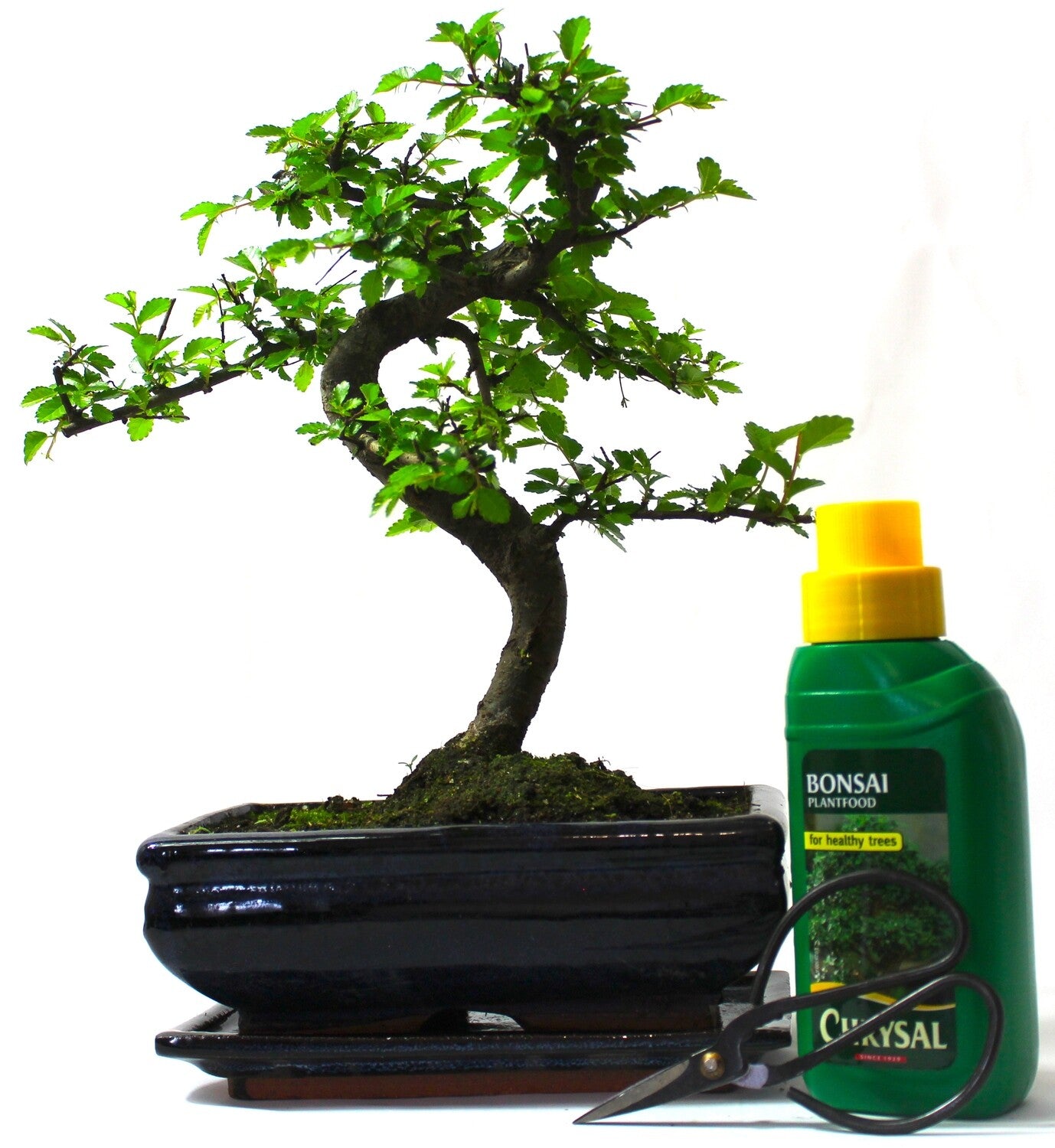 Large Chinese Elm Bonsai Tree S trunk - supplied with Care set & drip tray .