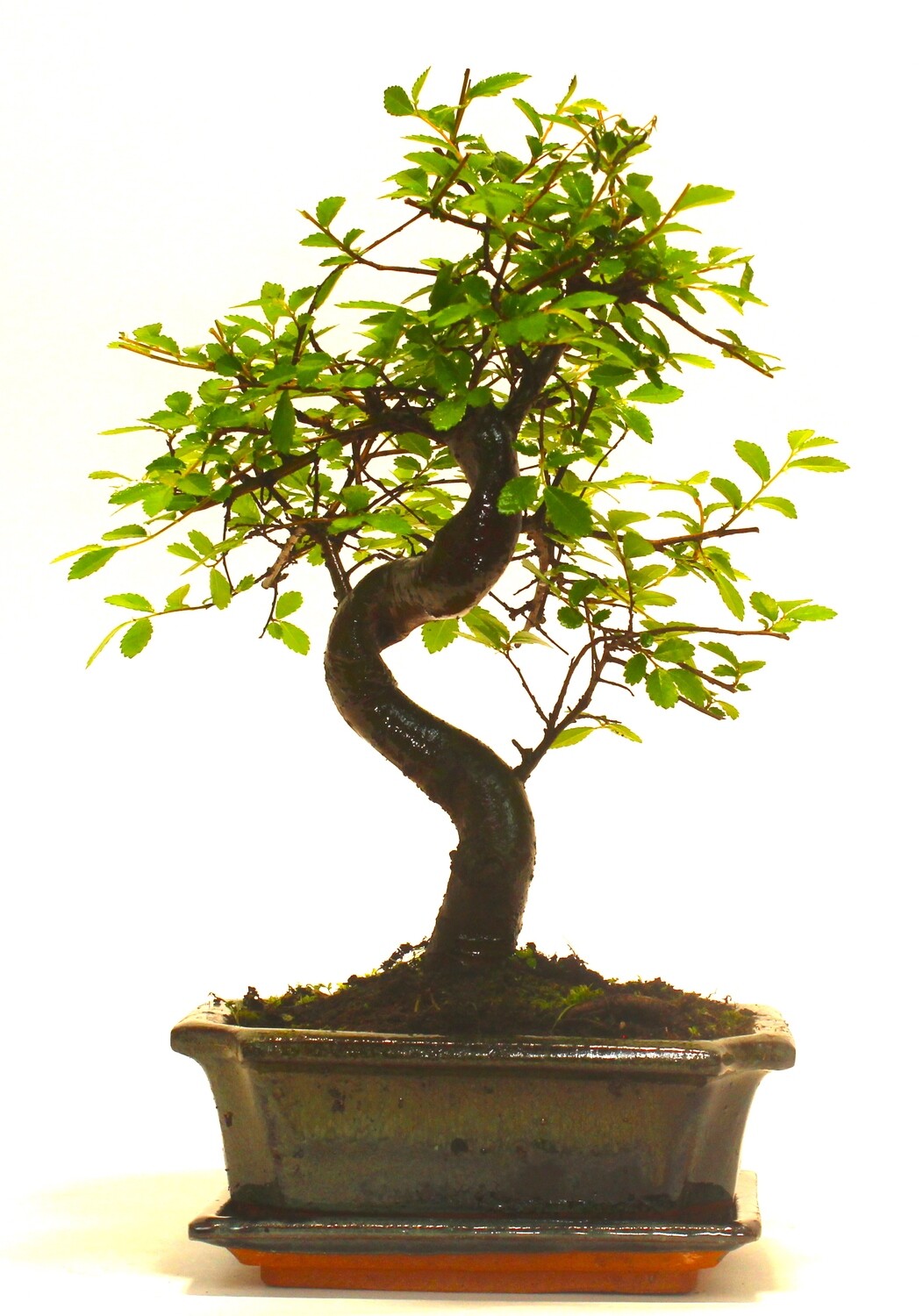 Chinese Elm Bonsai Tree S trunk - supplied with ceramic drip tray .