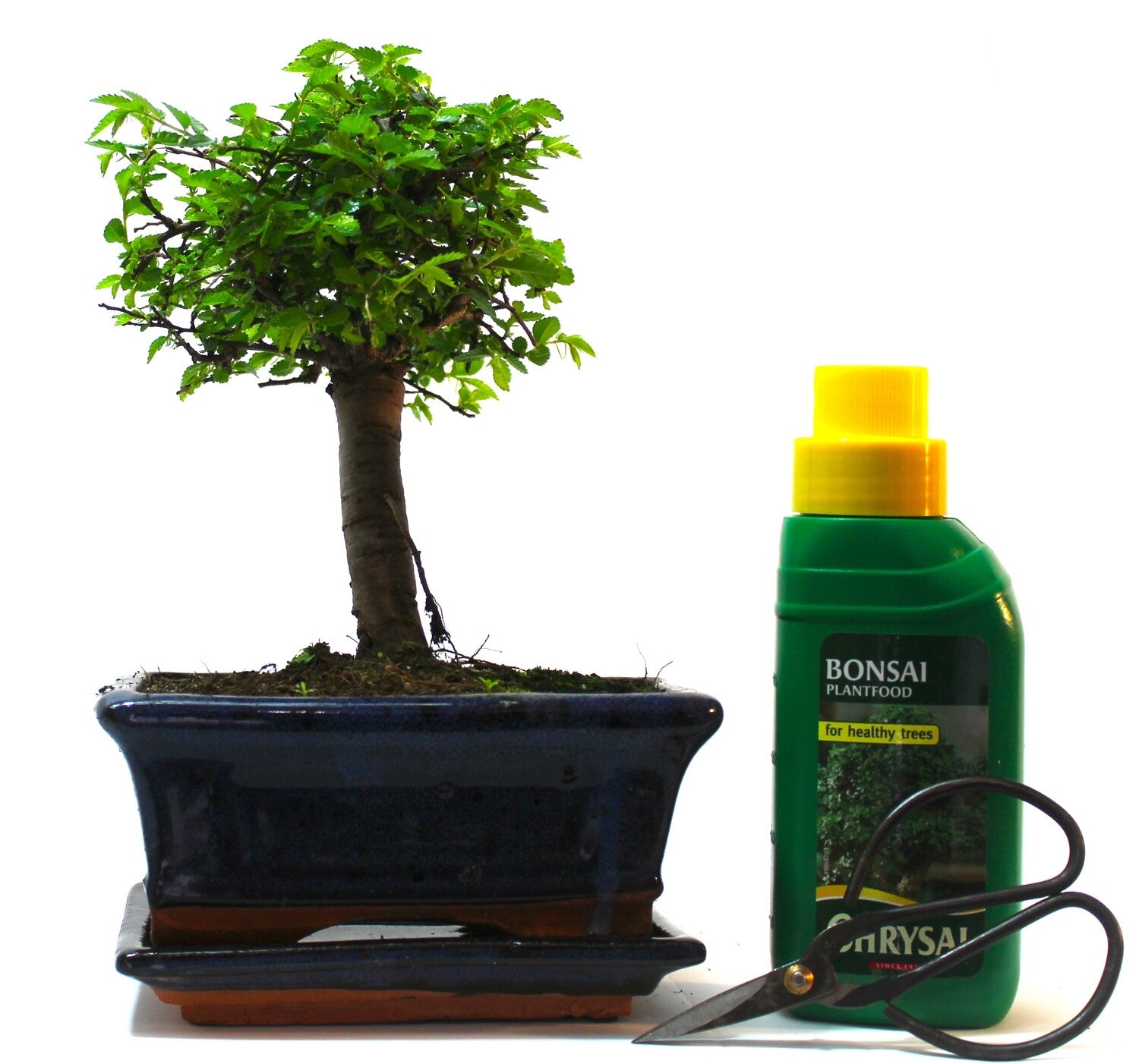 Chinese Elm Bonsai Tree Broom Style - supplied with ceramic drip tray and Care Set.
