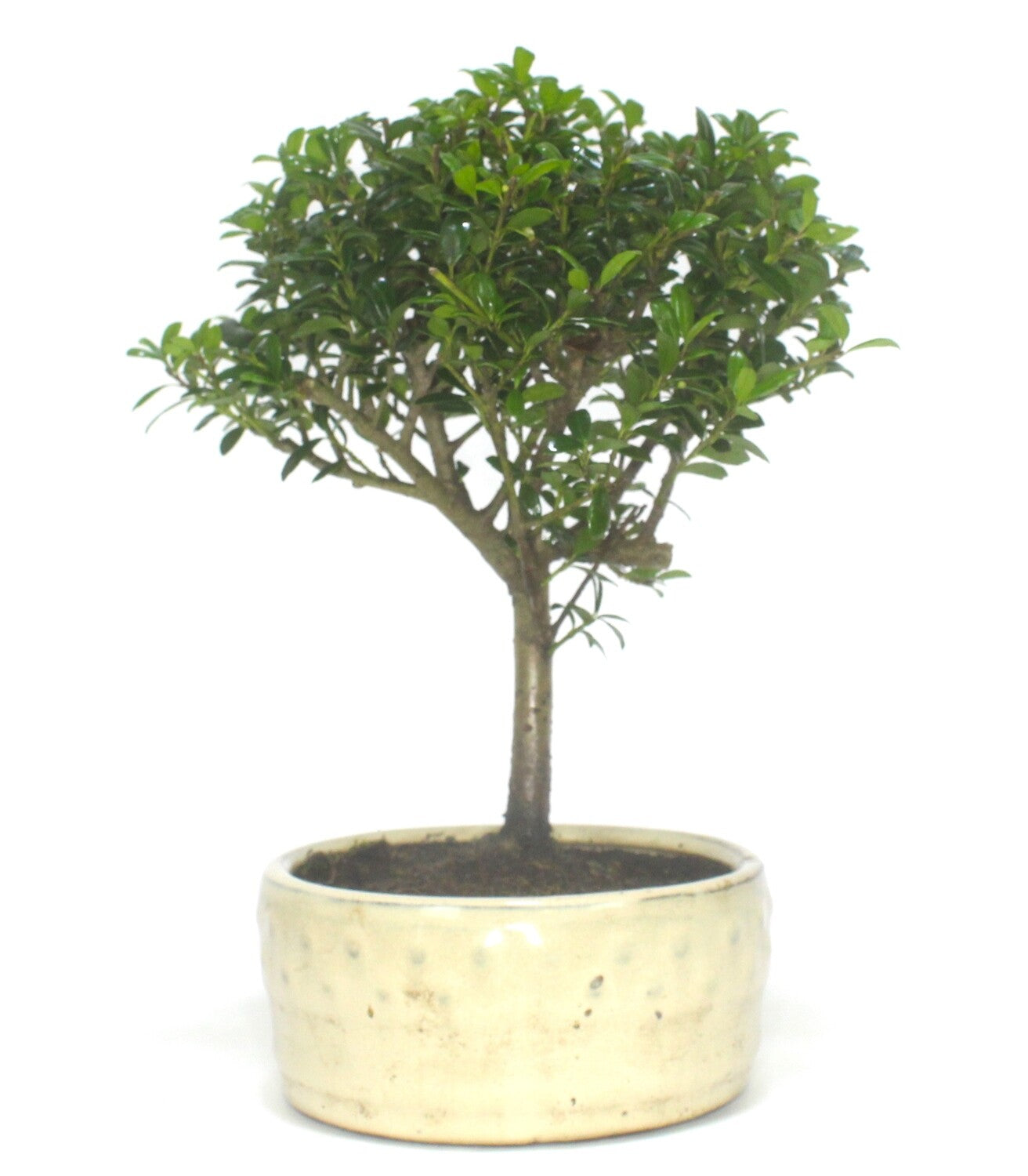 Ilex Bonsai Tree Broom Style - supplied in a round ceramic pot