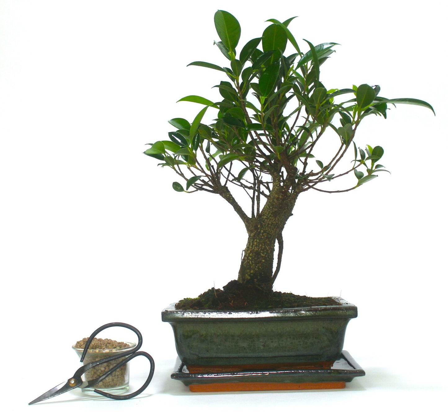 Large 
Ficus Retusa (Fig) Bonsai Tree Broom Style - 20cm Olive Green ceramic pot and tray