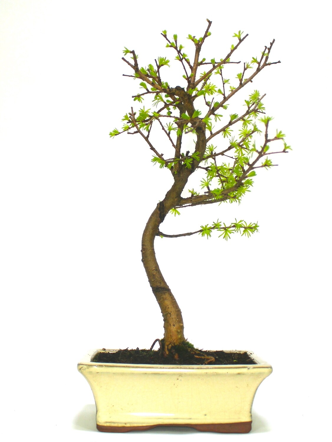 Large Psuedolarix (Golden Larch) Bonsai Tree informal upright - supplied in a ceramic pot