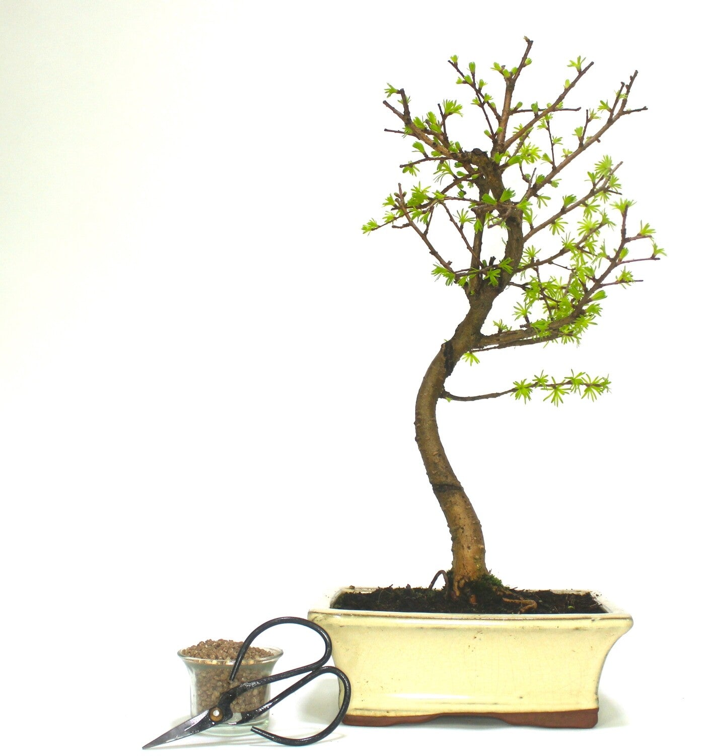 Large Psuedolarix (Golden Larch) Bonsai Tree informal upright - supplied in a ceramic pot