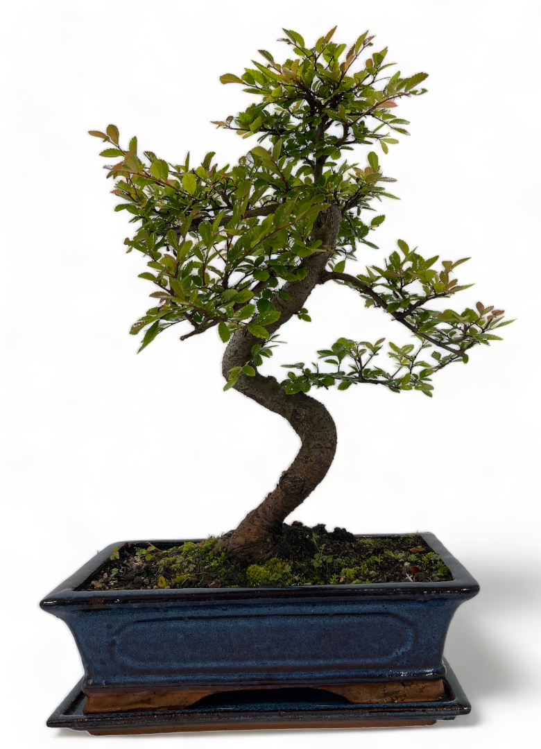 Chinese Elm Bonsai Tree - Choose your size and options