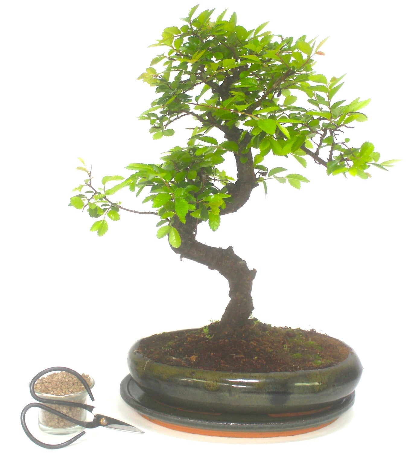 Extra Large Chinese Elm Bonsai Tree S trunk - supplied in oval pot with  ceramic drip tray .