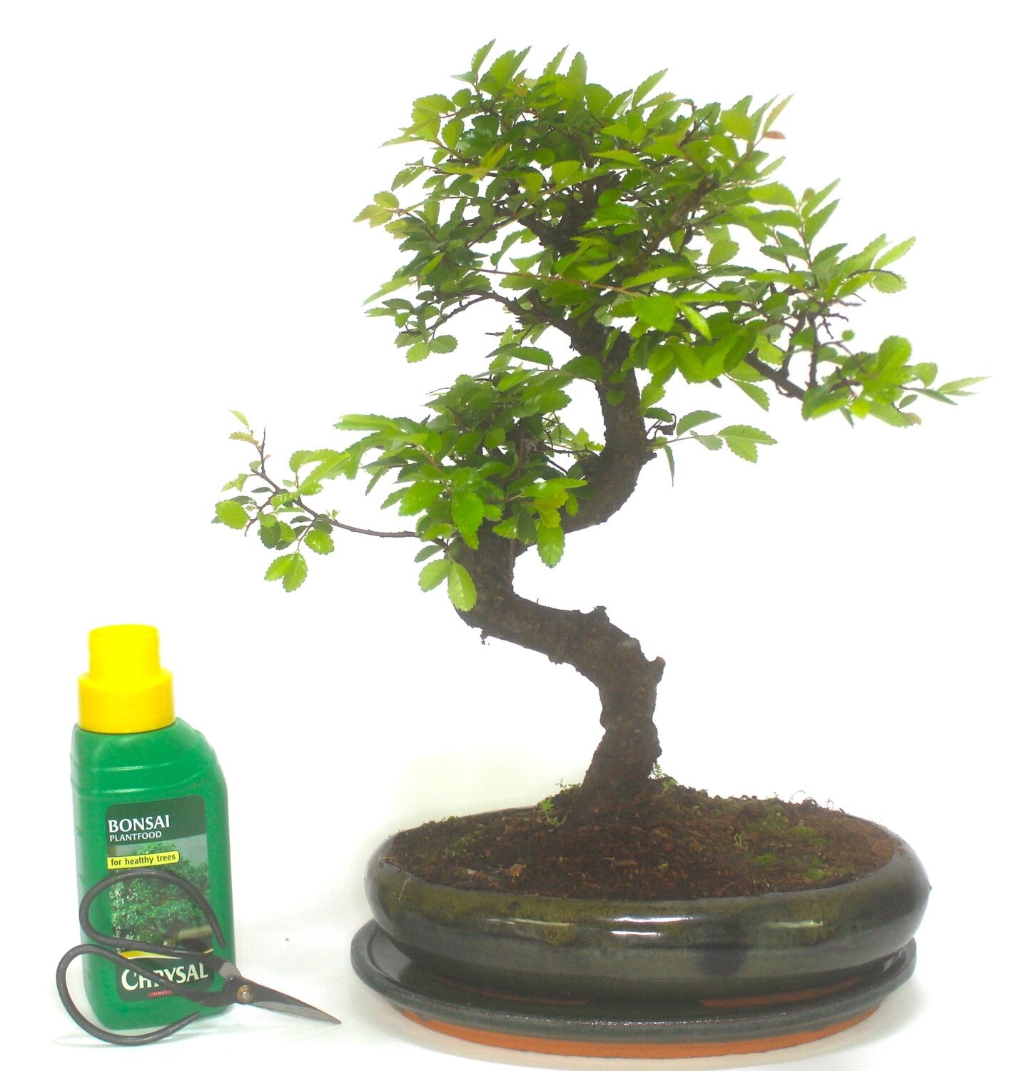 Extra Large Chinese Elm Bonsai Tree S trunk - supplied in oval pot with ceramic drip tray .