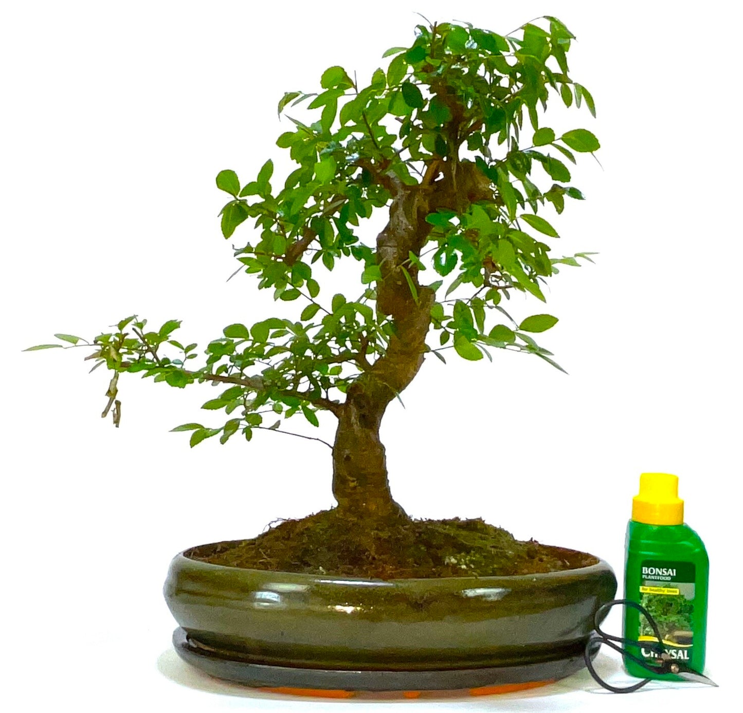 Very Large Chinese Elm Bonsai Tree S Trunk