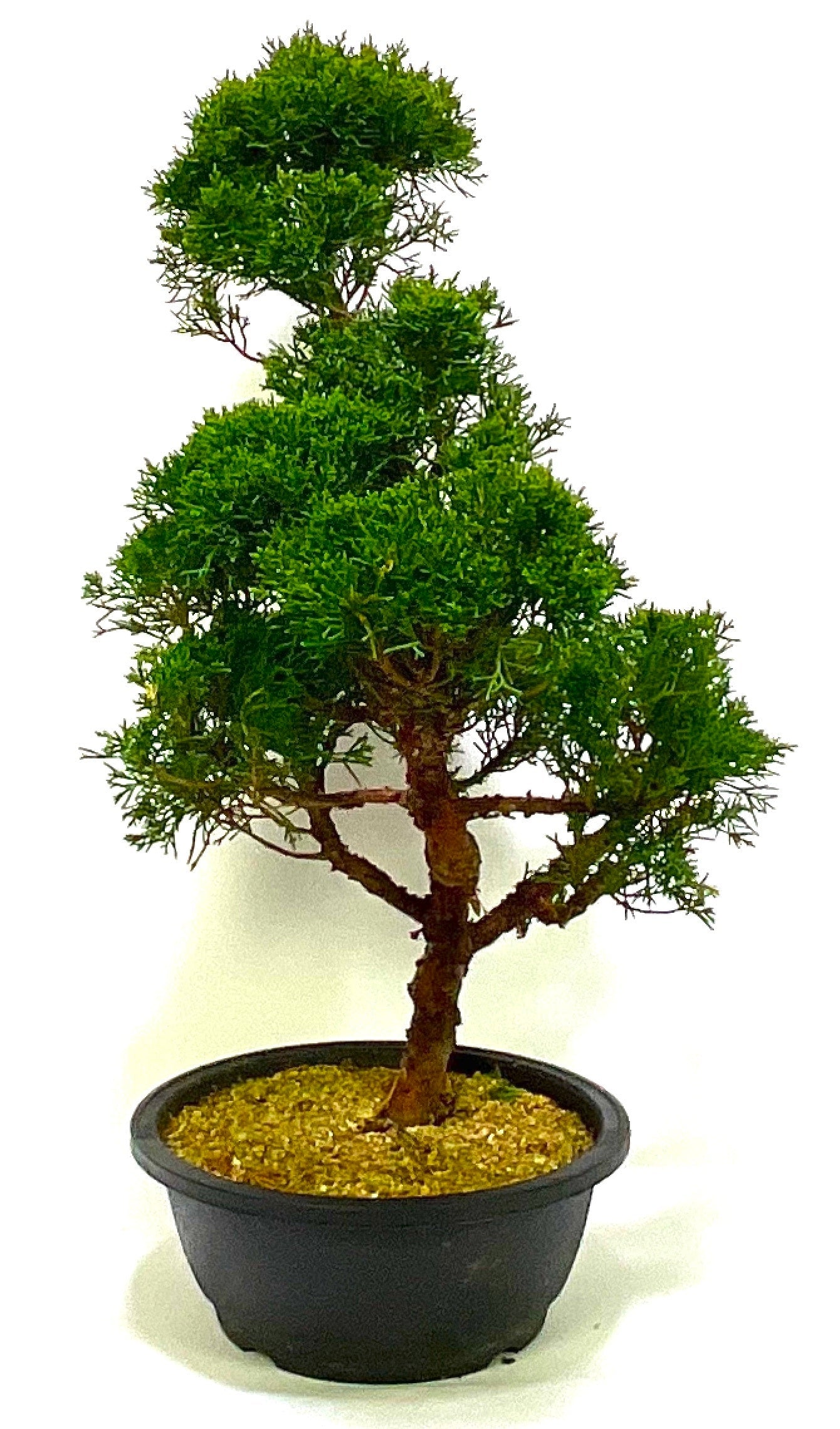 Large Shaped Chinese Juniper Bonsai tree - excellent movement and styling options SB1187