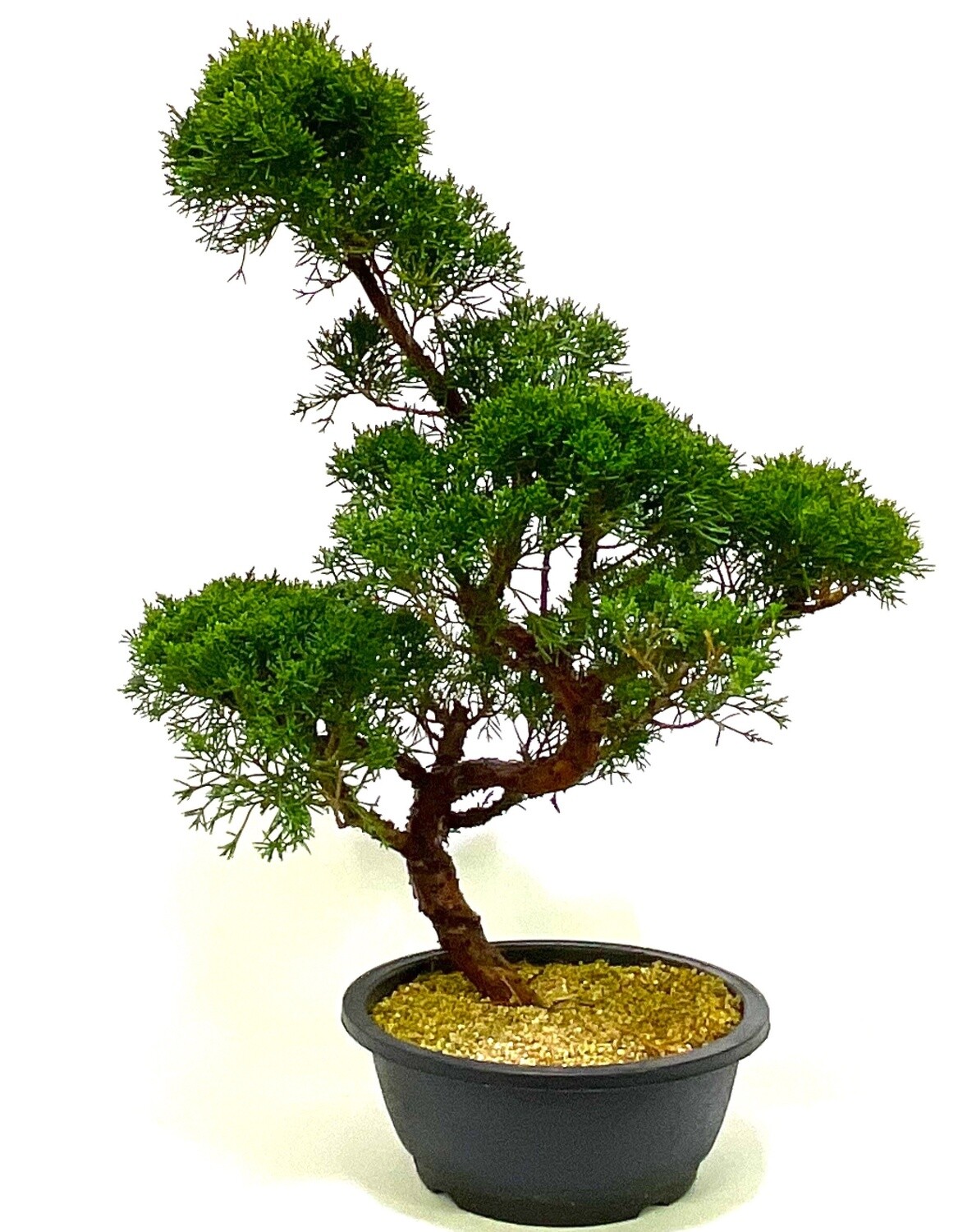 Large Shaped Chinese Juniper Bonsai tree - excellent movement and styling options SB1187
