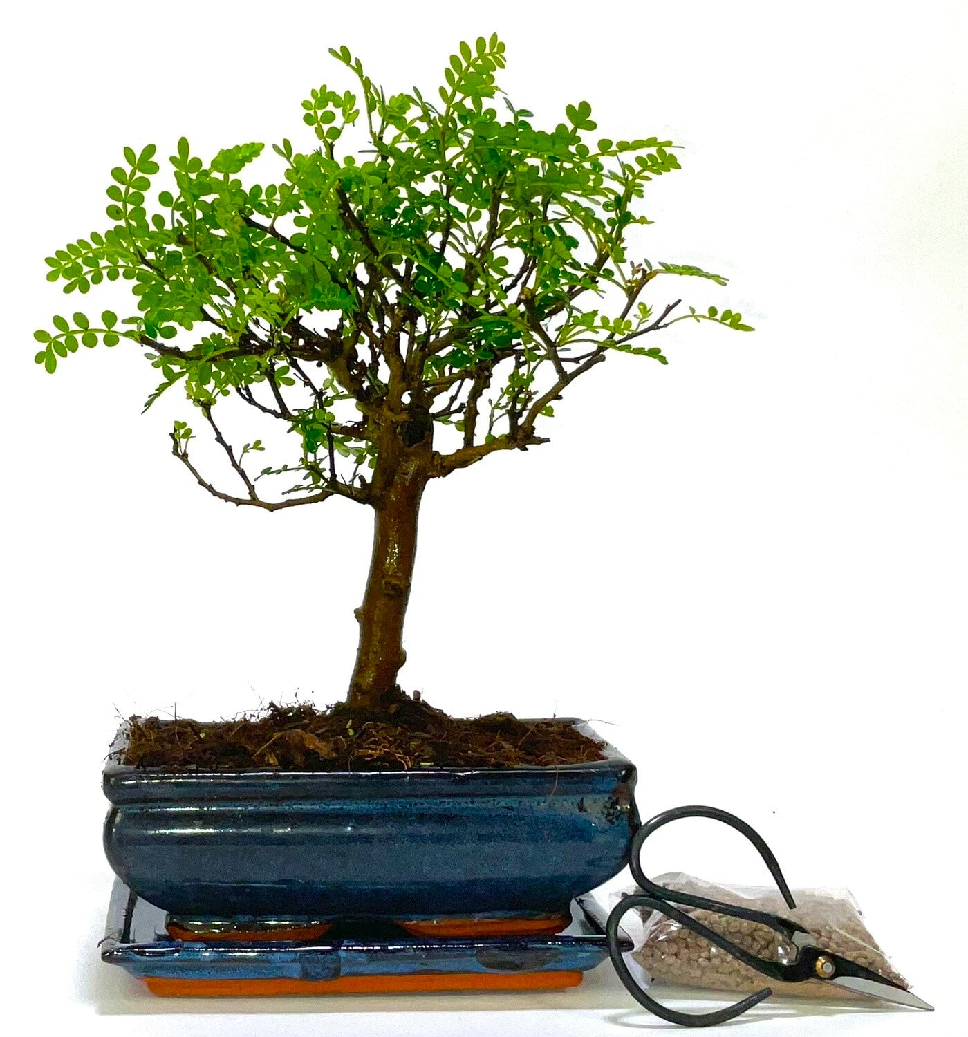 Zanthoxylem or Pepper Bonsai Tree Broom Style - supplied with ceramic drip tray .