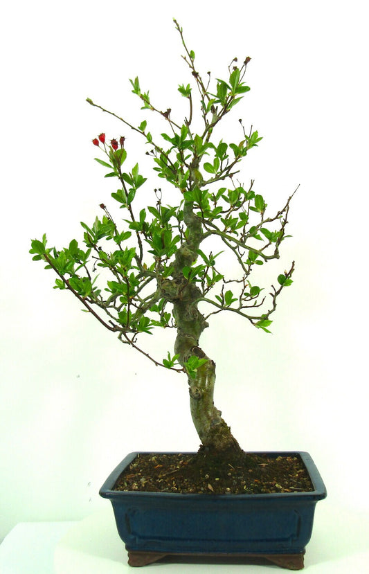Japanese import Hawthorn Bonsai Tree