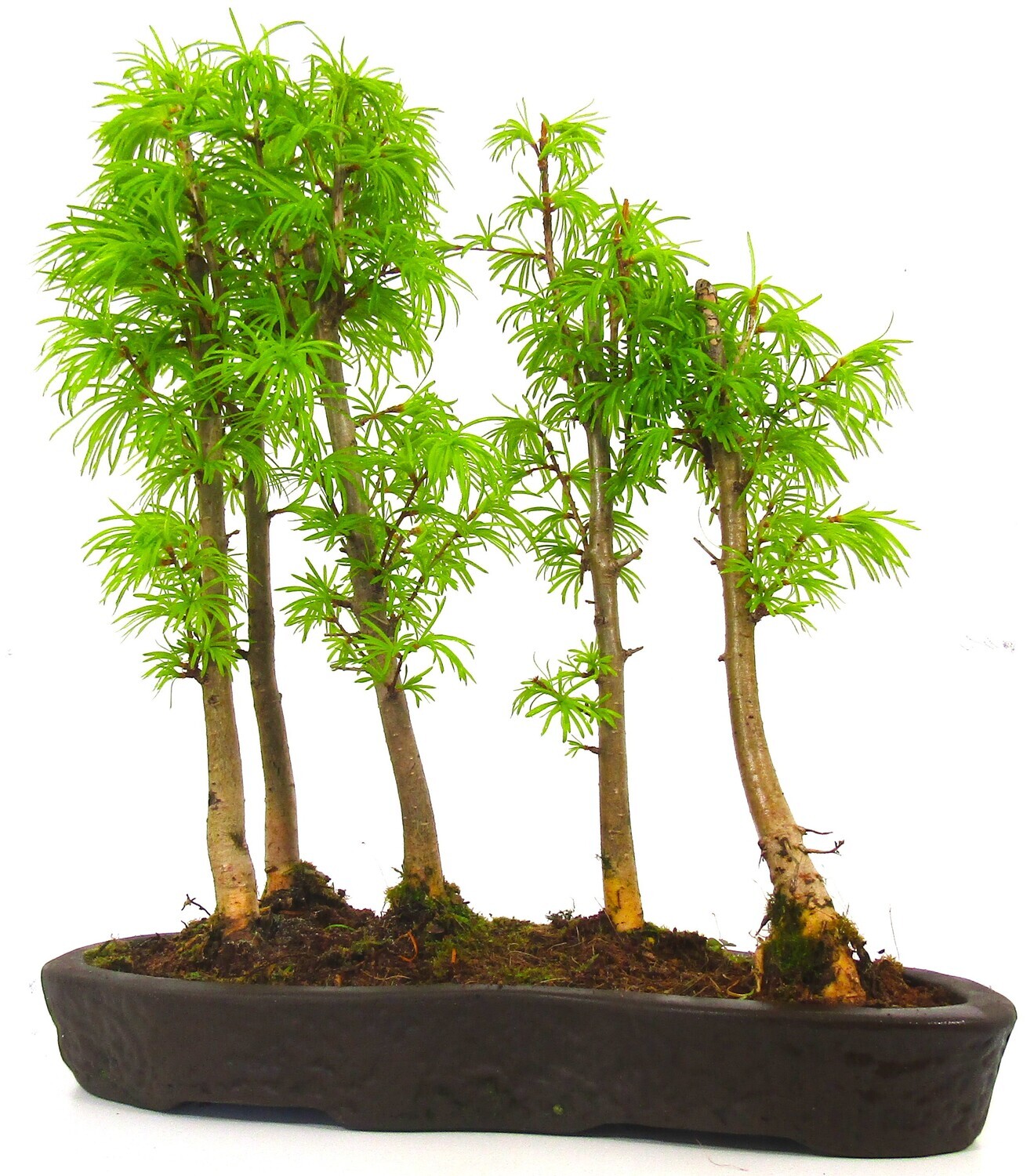 Large Psuedolarix (Golden Larch) Bonsai Tree Forest  - 5 trees supplied in a ceramic pot