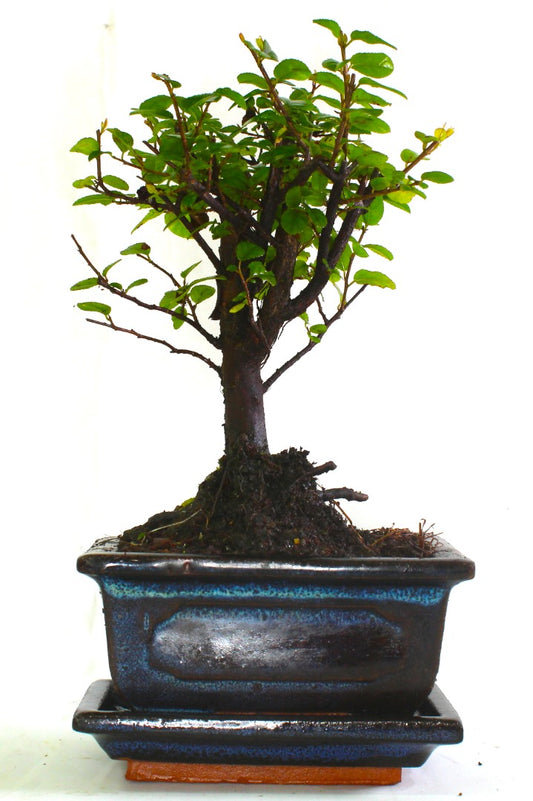 Sageretia (Bird Plum Cherry) flowering Bonsai Tree Broom Style - supplied with ceramic drip tray .