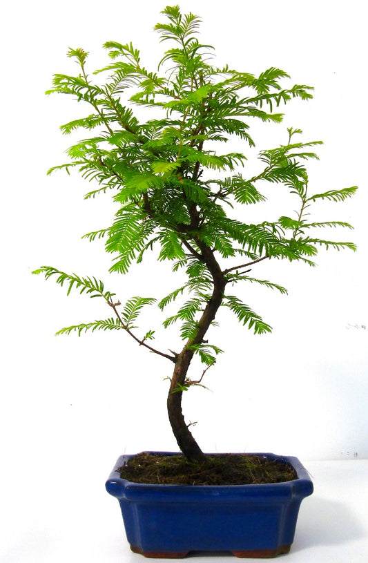 Dawn Redwood (metasequoia) S Trunk Bonsai