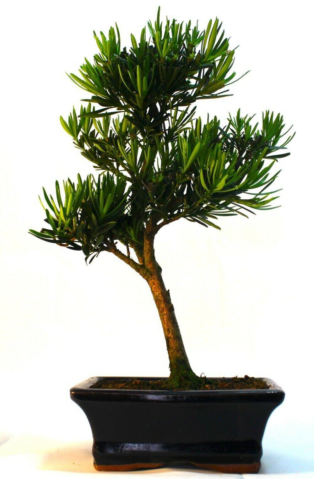 Podocarpus (Buddhist Pine) Bonsai Tree informal upright