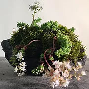 Bonsai instruction or advice on Skype/Facetime/Zoom - 30 Minutes